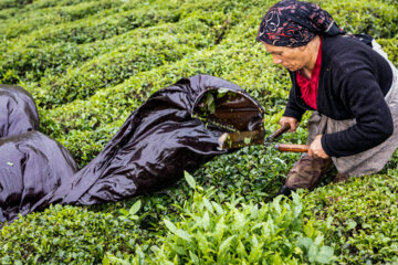 برداشت برگ چای از مزارع لاهیجان