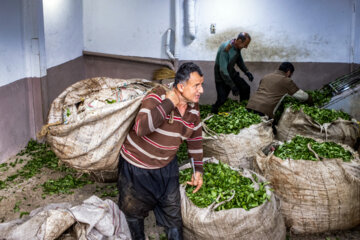  کارخانه فرآوری چای در شهر لاهیجان