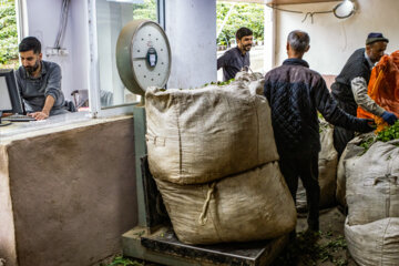  کارخانه فرآوری چای در شهر لاهیجان
