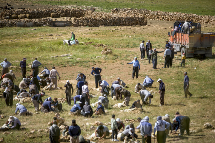 پشم چینی گوسفندان عشایر دالاهو