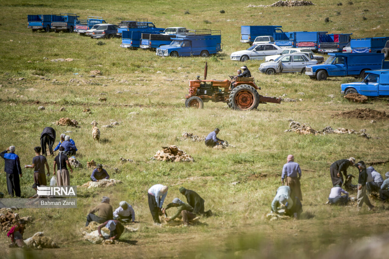 Sheep shearing by nomads
