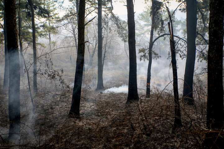 آتش سوزی در جنگل های سراوان