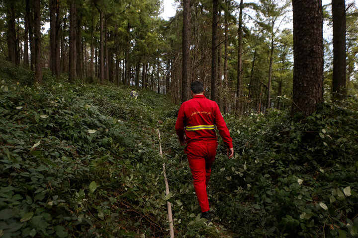 ماندران در سوگِ هیرکانی