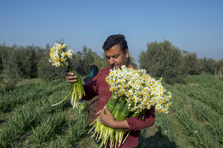 برداشت نرگس در گلستان