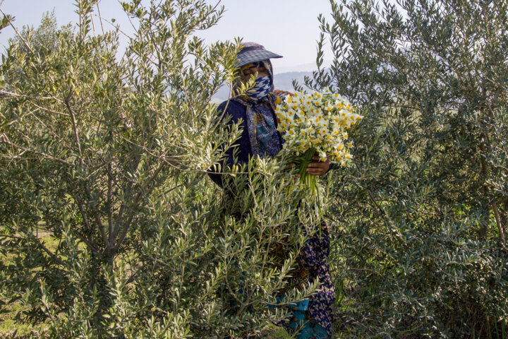 برداشت نرگس در گلستان