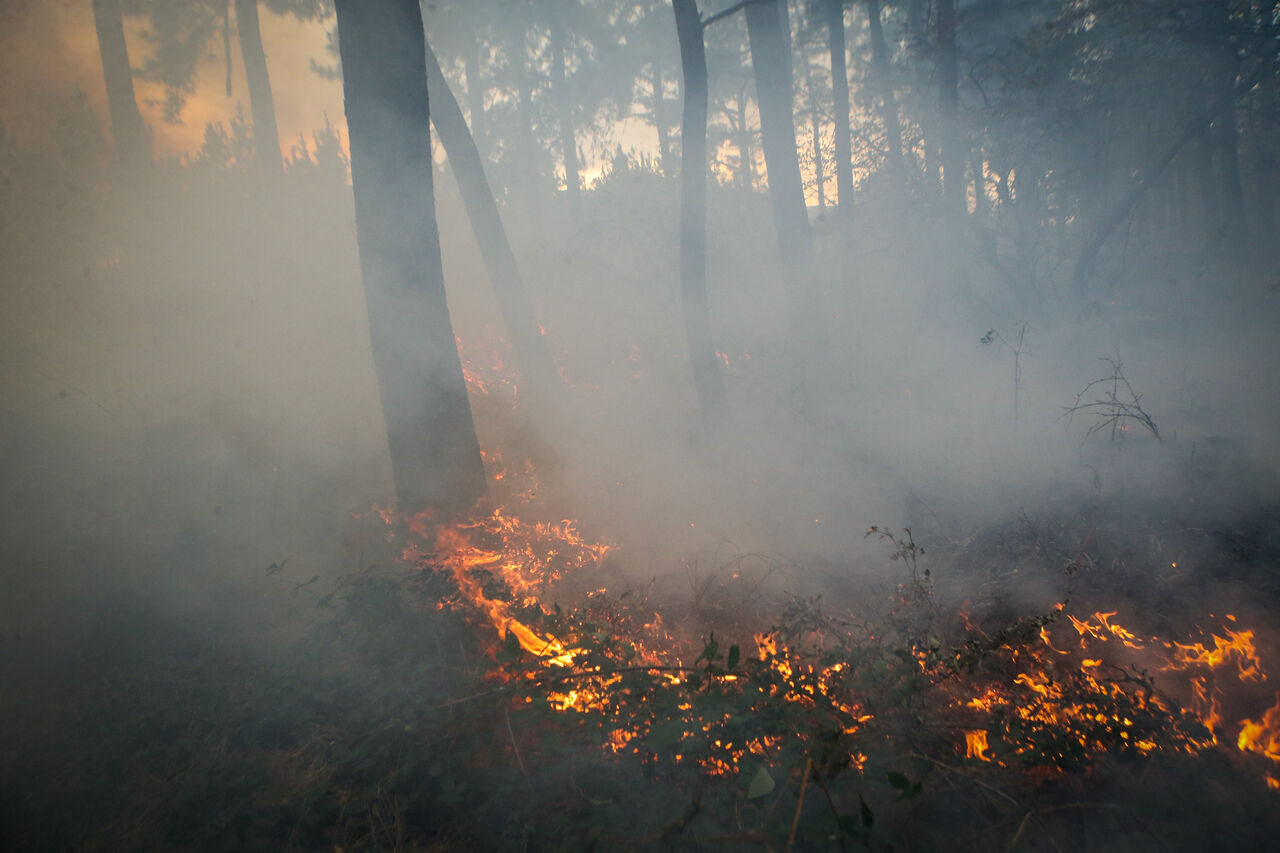 ۱۵ هکتار از جنگل‌های کبیر کوه ایلام در آتش سوخت+ فیلم