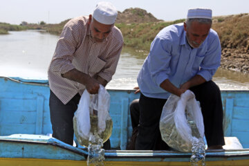 رهاسازی بچه ماهیان استخوانی در گرگان رود