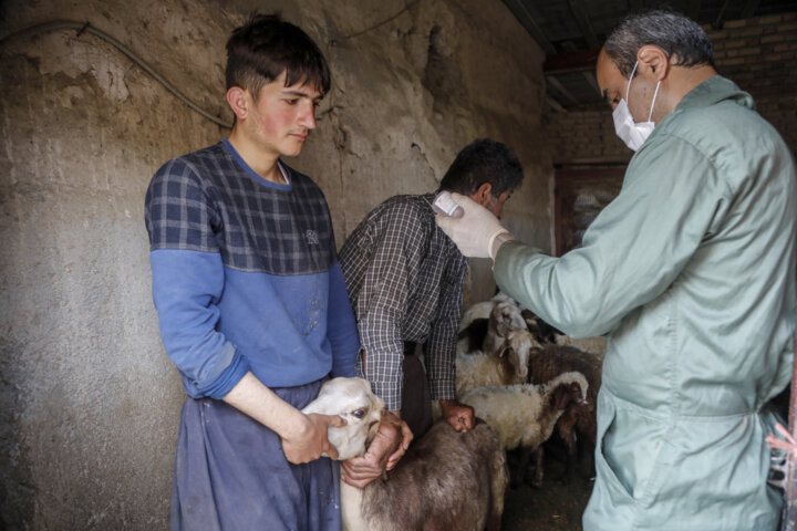 خدمات رایگان دامپزشکی در روستاهای استان کردستان