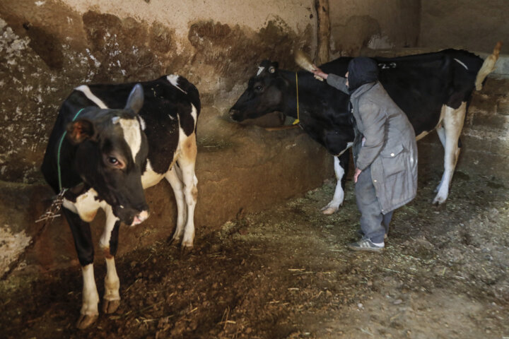 خدمات دامپزشکی قزوین/ دامپزشک در روستا، دامدار در جستجوی دارو