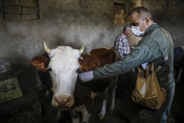 تزریق دو میلیون دُز واکسن برای مقابله با بیماریهای دام در زنجان