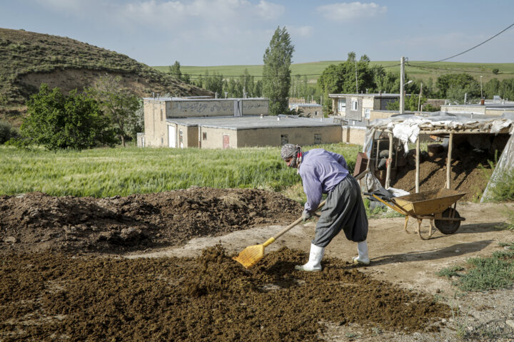 خدمات رایگان دامپزشکی در روستاهای استان کردستان