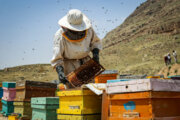 اجرای طرح پایش بیماری‌های زنبور عسل در زنبورستان‌های زنجان آغاز شد