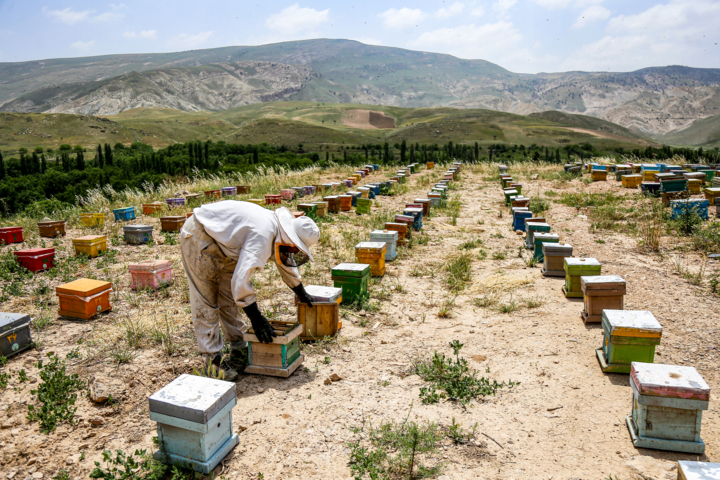 برداشت ۵۰ تن عسل بهاره در بستک؛ سالی طلایی برای زنبورداران جنوب هرمزگان