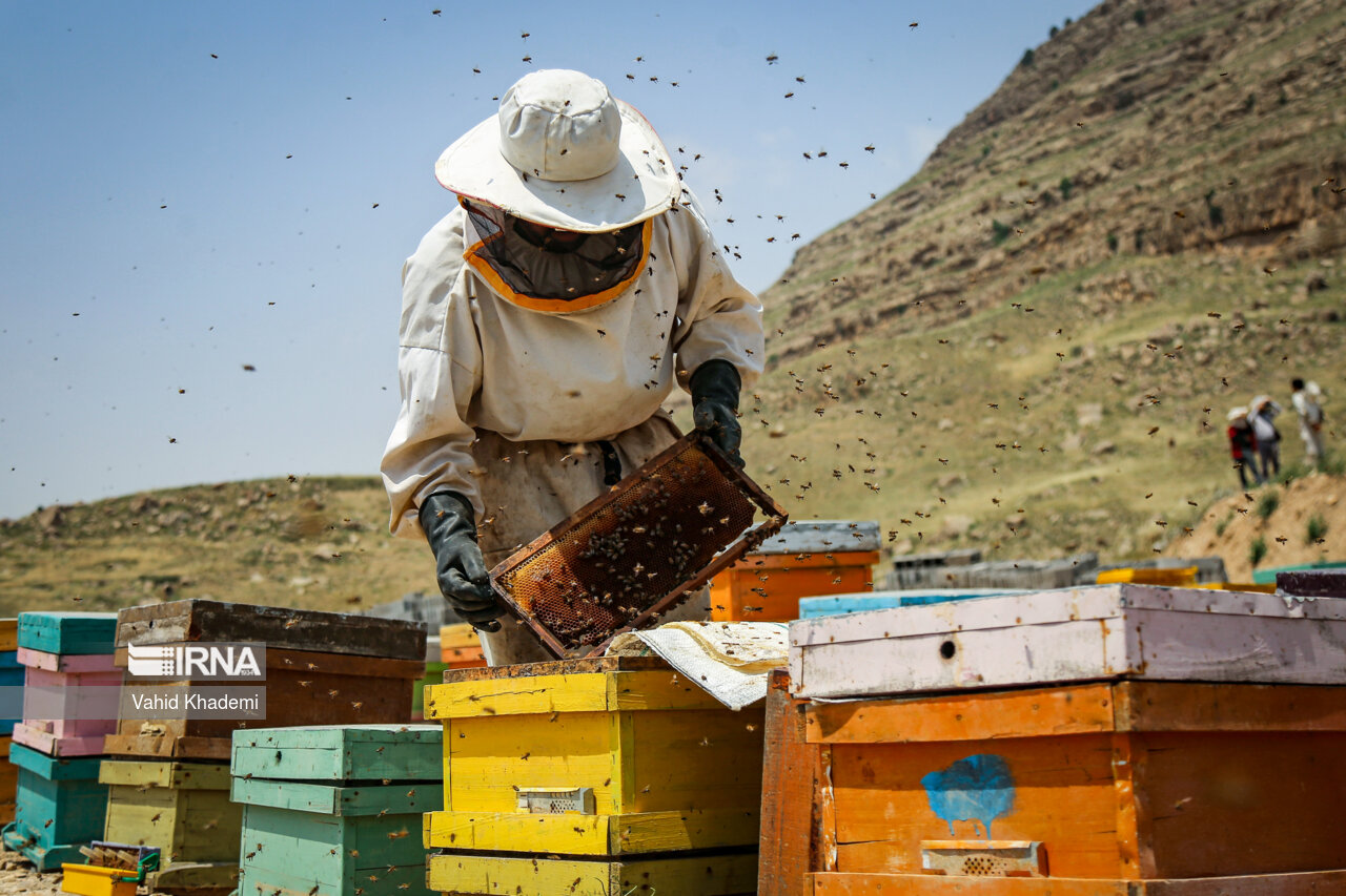 اجرای طرح پایش بیماری‌های زنبور عسل در زنبورستان‌های زنجان آغاز شد