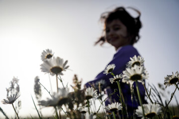 دشت گل های بابونه جنگل فندقلو در شهرستان نمین