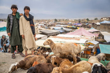 بازار دام کابل در آستانه عید قربان