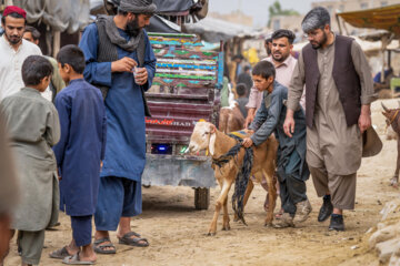 Kabul Livestock Market on Eve of Eid al-Adha