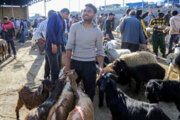 ایران، بجورد میں عید الاضحی کے موقع پر جانوروں کا بازار