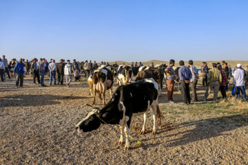 Mercado de ganado de Boynurd en víspera de Eid Al-Adha