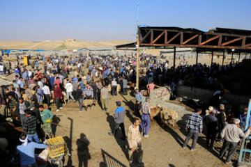 Mercado de ganado de Boynurd en víspera de Eid Al-Adha