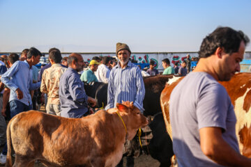 بازار فروش دام عید قربان در گرگان