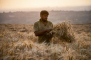 گندم‌زارهای طلایی فارس زیر تیغ دروگرها؛ از برداشت تا فروش