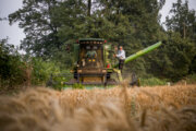 ۷.۲ میلیون تن گندم از کشاورزان خریداری شد/رشد ۱۳ درصدی خرید