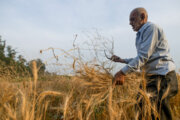 پیش‌بینی تولید ۳۵ هزار تُن گندم در ملایر