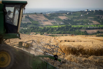 Début de la saison de récolte du blé en Iran 