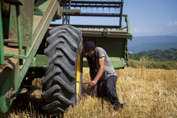 Début de la saison de récolte du blé en Iran 