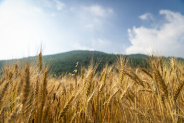 Wheat Harvest Season in Iran