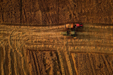 Wheat Harvest Season in Iran