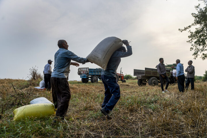 برداشت گندم