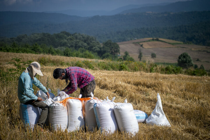 رکوردزنی خرید تضمینی گندم و خودکفایی در تولید