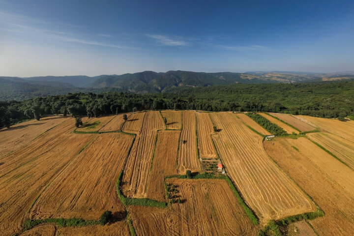محصولات کشاورزی باید بر اساس واقعیت قیمت گذاری شوند