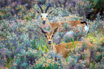 Iranian goitered gazelle