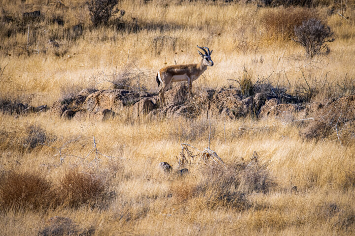 انقراض یوزپلنگ آسیایی در صورت تامین نشدن اعتبار حفاظت قطعی است