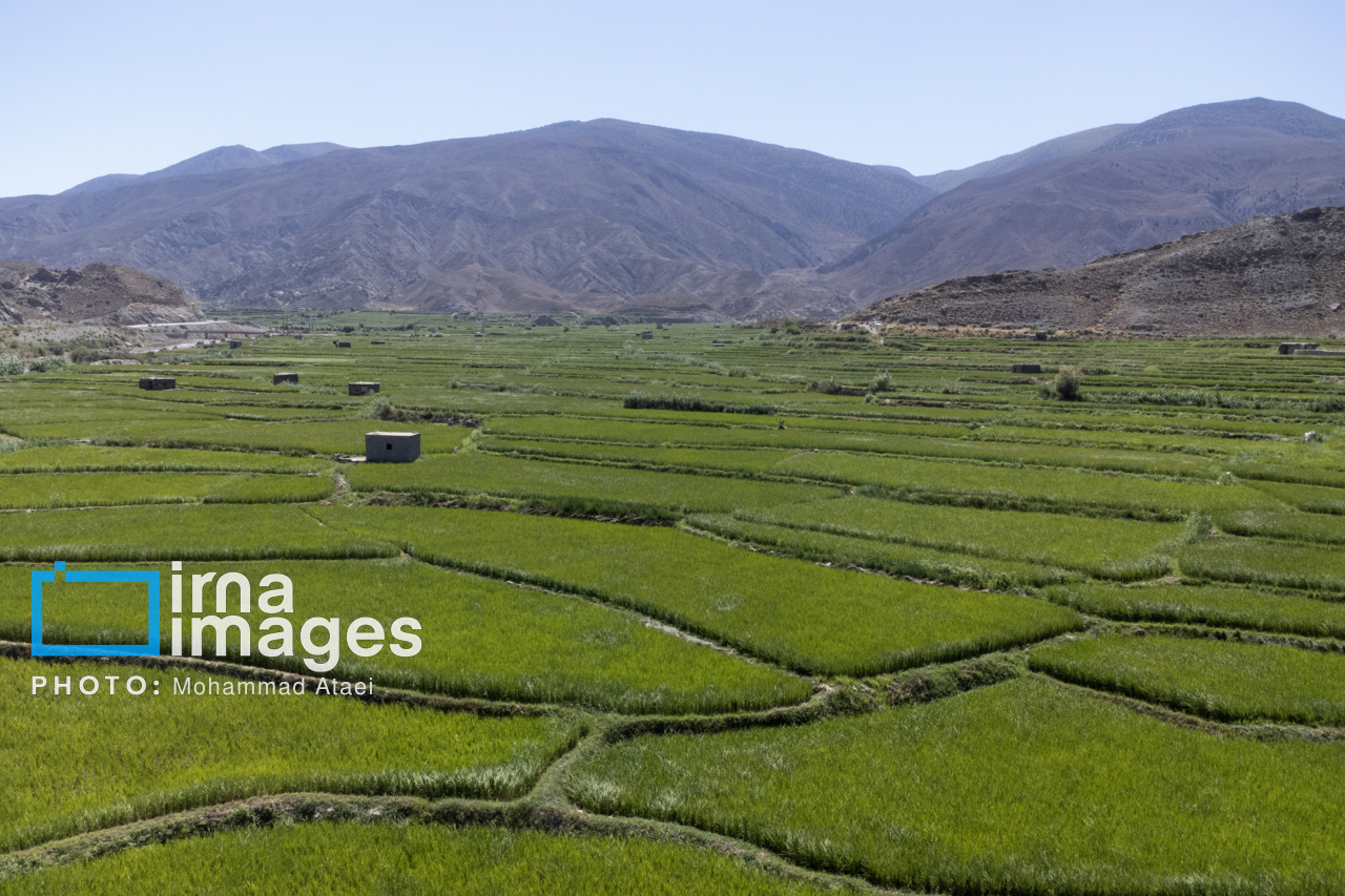 آغاز مبارزه بیولوژیک با آفت ساقه‌خوار برنج در گیلان