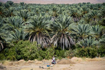 سرخرطومیِ چوب‌خوار، بلای جان نخلستان‌ها