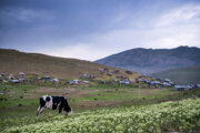 عملیات بذرپاشی در یک‌هزار هکتار از مراتع مازندران