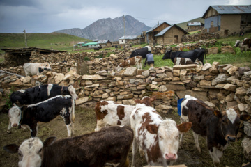 Yaylak in mountains