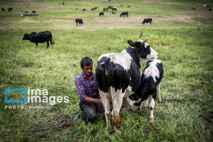 جهاد کشاورزی مازندران در برخورد با دلالان محصولات باغی و زراعی با کسی تعارف ندارد+فیلم