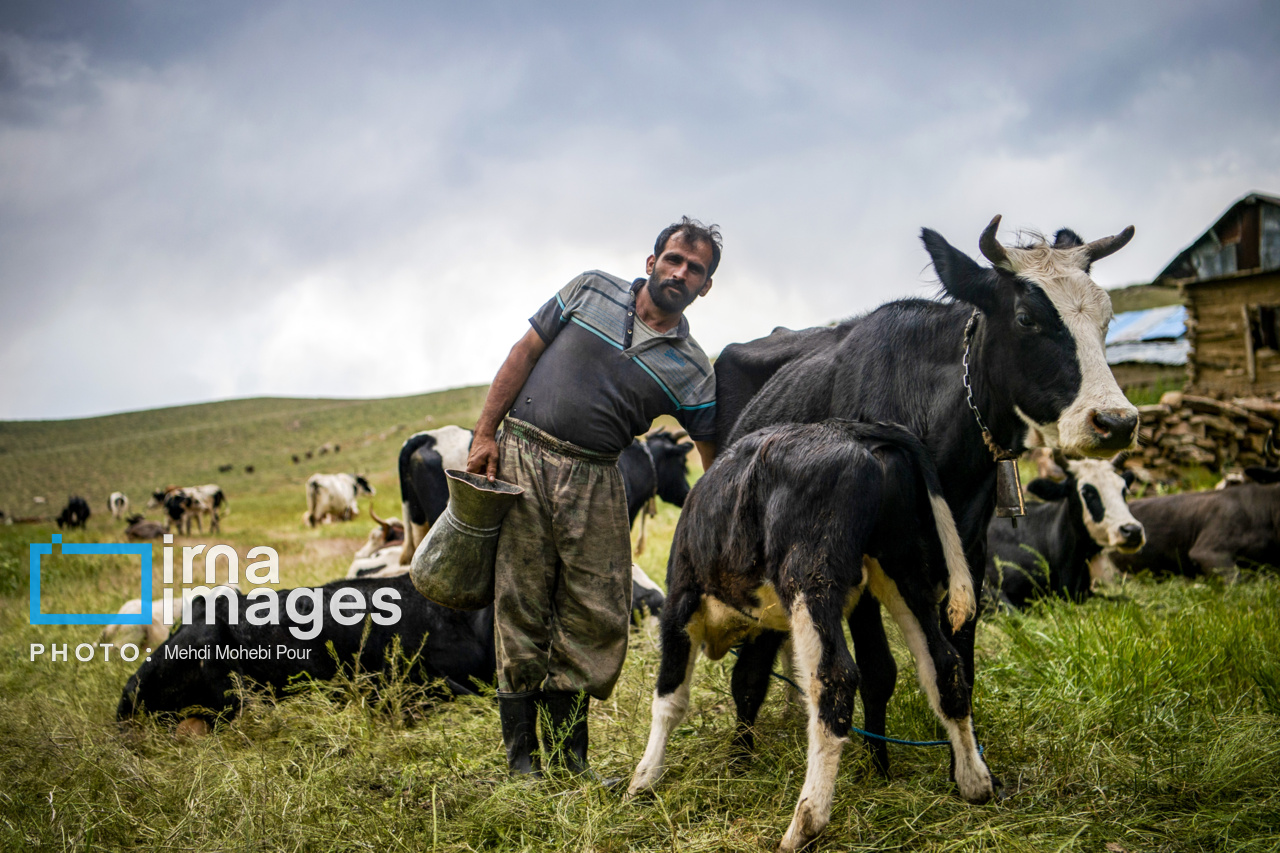 آبیاری صیفی‌جات و استفاده دام، دلیل مصرف بالای آب در روستاهای گلستان است