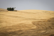 ۳۴۶ هزار تن گندم در آذربایجان‌غربی خریداری شد