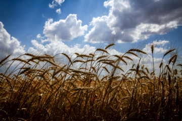 خوزستان رکورددار تولید گندم و چغندرقند در کشور است