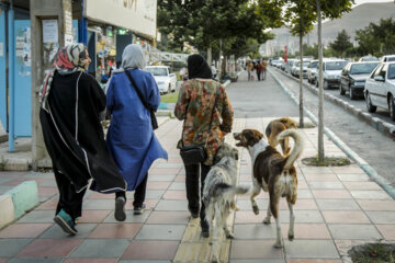 ۵۴۸ مورد حیوان‌گزیدگی در کلاله ثبت شد