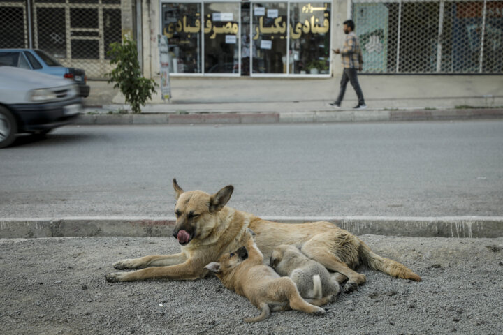 افزایش سگهای ولگرد در اصفهان، تهدیدی برای شهروندان