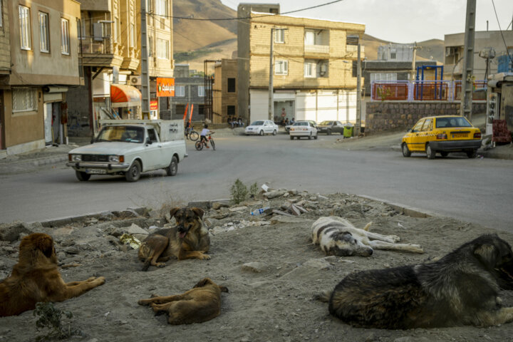 افزایش سگهای ولگرد در اصفهان، تهدیدی برای شهروندان