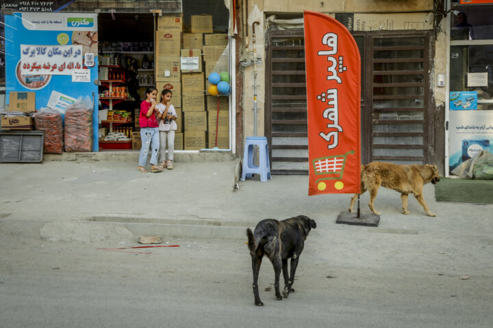 افزایش سگهای ولگرد در اصفهان، تهدیدی برای شهروندان