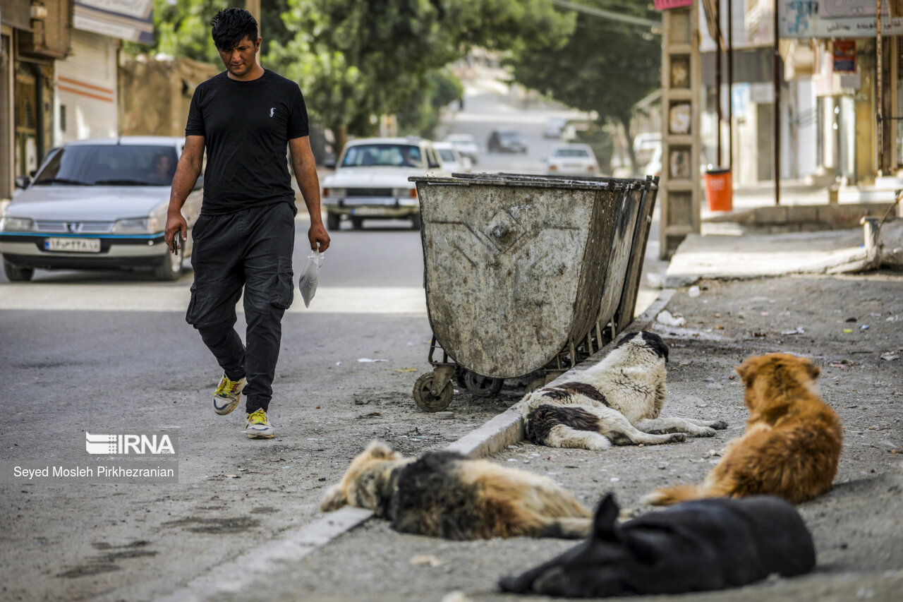 فرصت طلایی مهار «هاری» در خراسان جنوبی فرصت طلایی مهار «هاری» در خراسان جنوبی